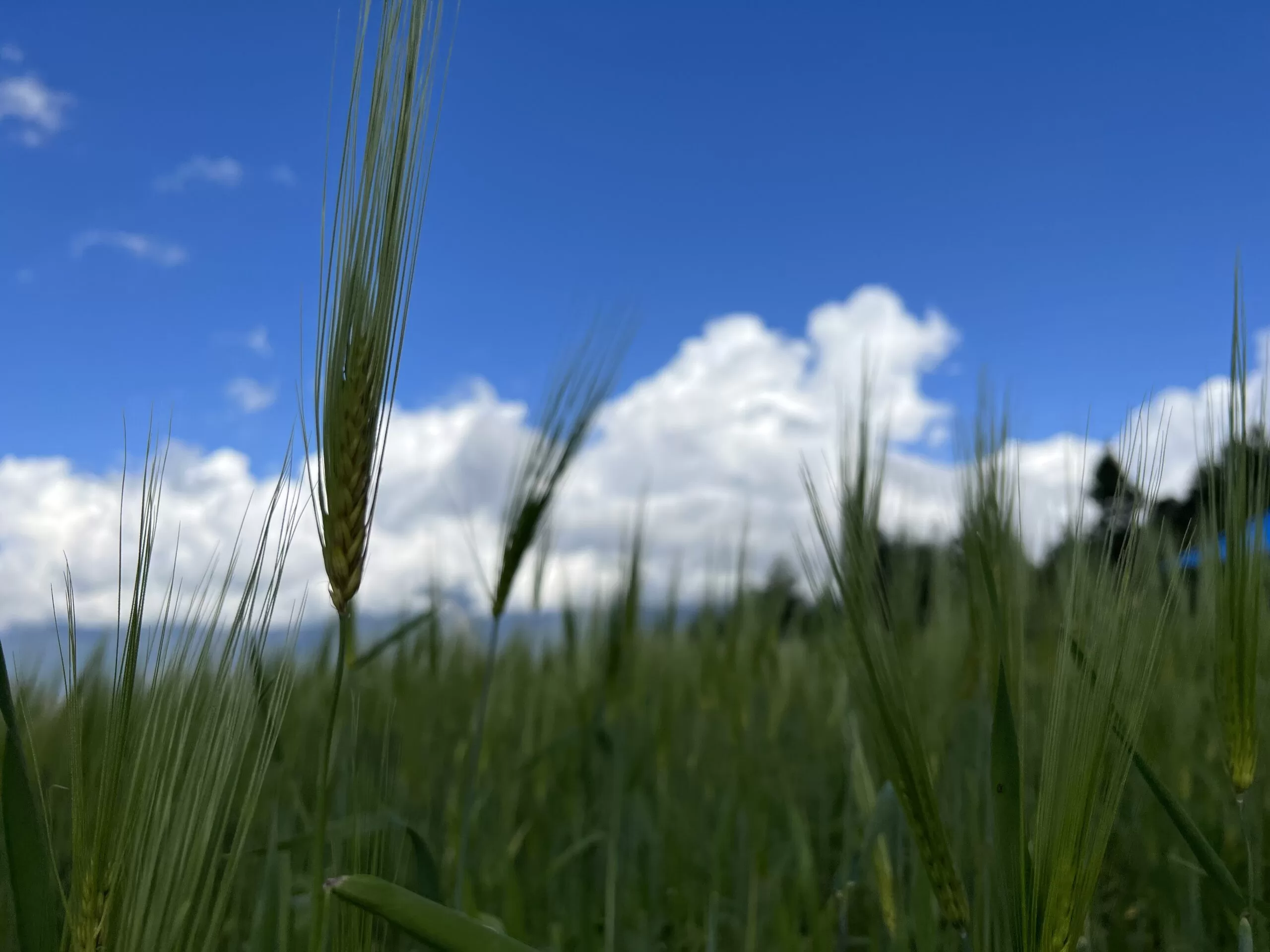 Gyalbo Guest House - Field