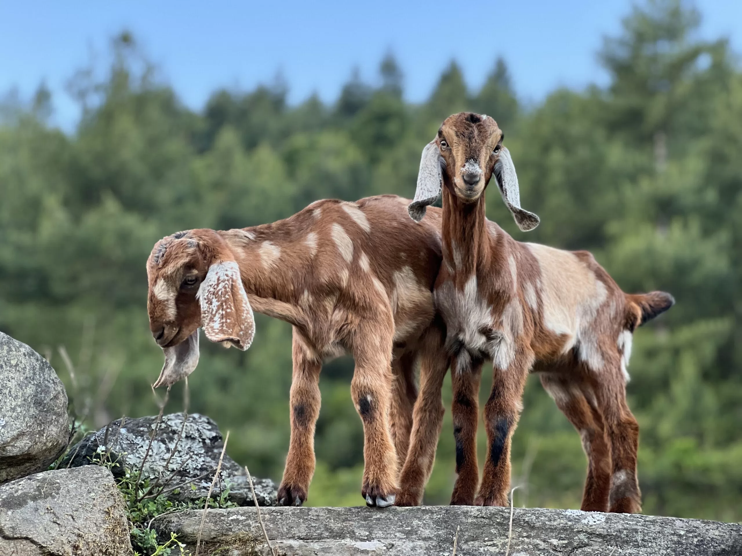 Gyalbo Guest House - Goat